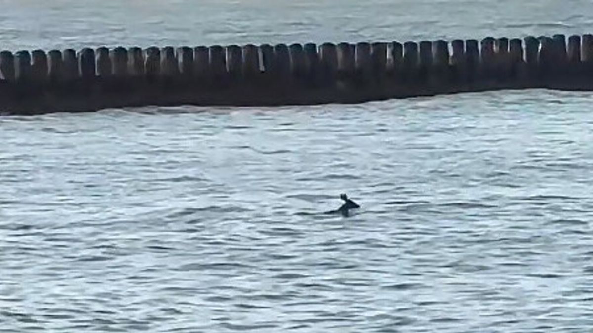 Paniekerige ree duikt water in bij Boulevard Vlissingen