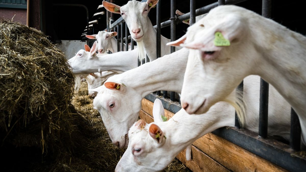 Wethouder kan zorgen in Rotstergaast over geitenhouderij nog niet wegnemen