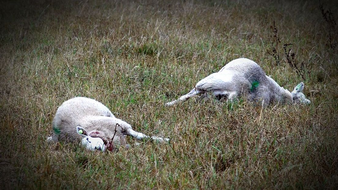 Uddelse schapen werden in hun nek gebeten.