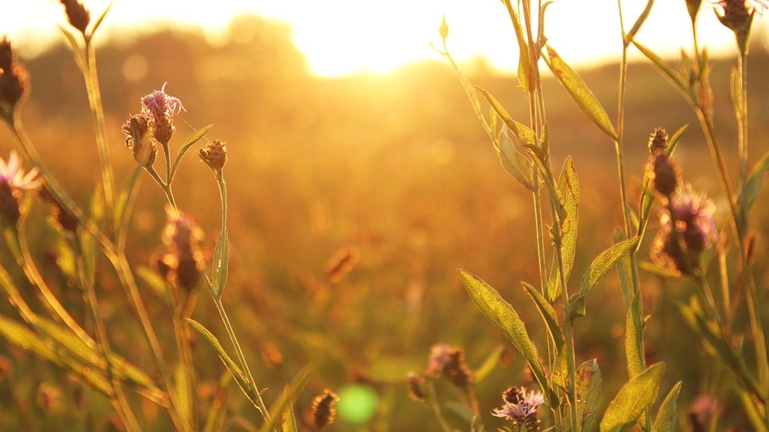 Zeg je Hemelvaartsdag, dan zeg je dauwtrappen. Een traditie in Nederland, waarbij mensen heel vroeg 's ochtends opstaan om een wandeling in de natuur te maken. Vooral in het oosten van Nederland en Noord-Holland gebeurt dit nog steeds.