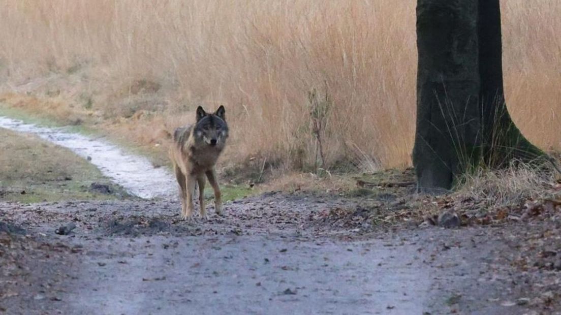 Wolf in het park de Nationale Park de Hoge Veluwe.
