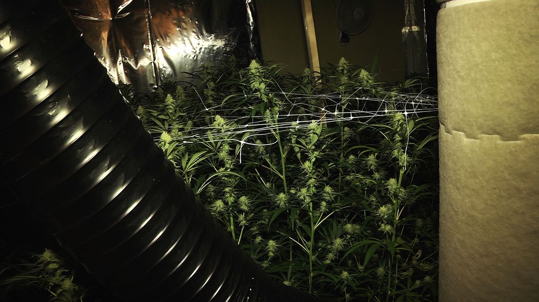 In de kwekerij werden 1.500 planten gevonden (Rechten: Persbureau Meter)