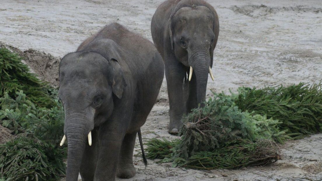 De olifanten genieten van de kerstbomen (Rechten: Wiedse Veenstra/RTV Drenthe)