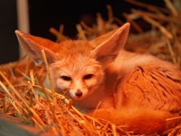 De energierekening van Faunapark Flakkee loopt op vanwege winterkou