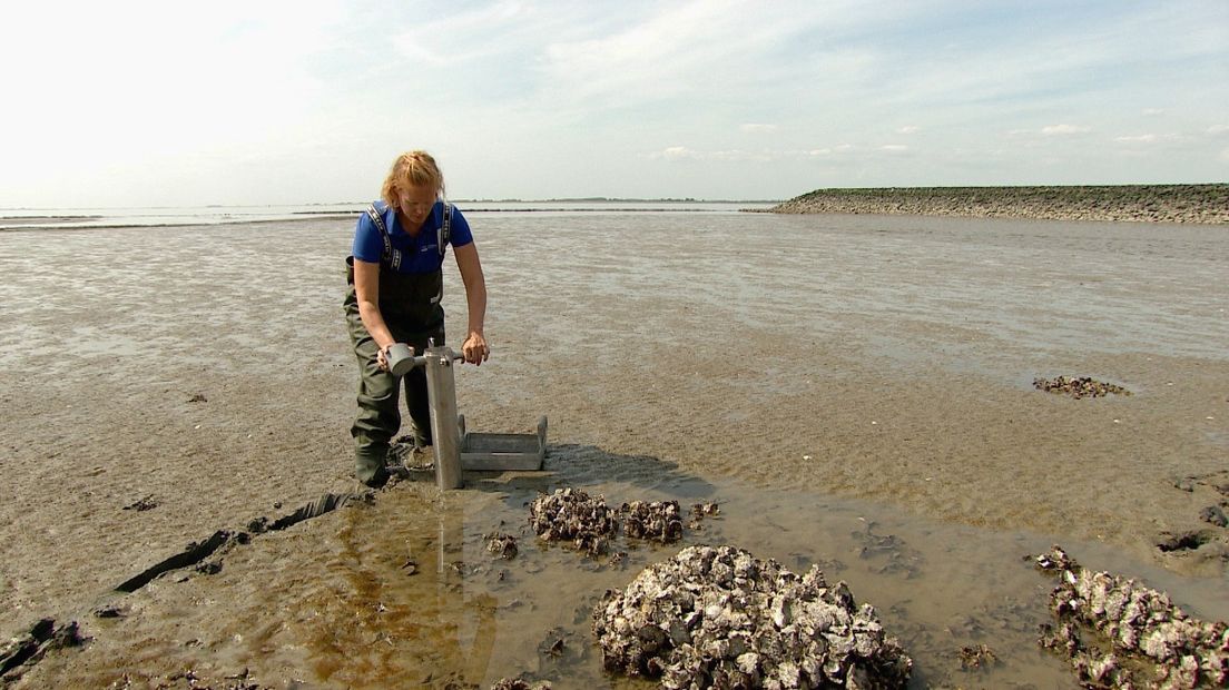 Ecoloog Brenda Walles onderzoekt welke diertjes er leven in het nieuwe slib