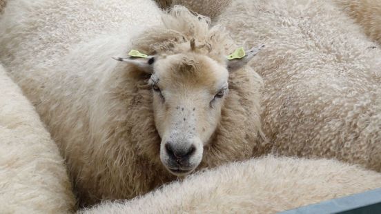 Noodkreet Edese herders: kosten rijzen de pan uit