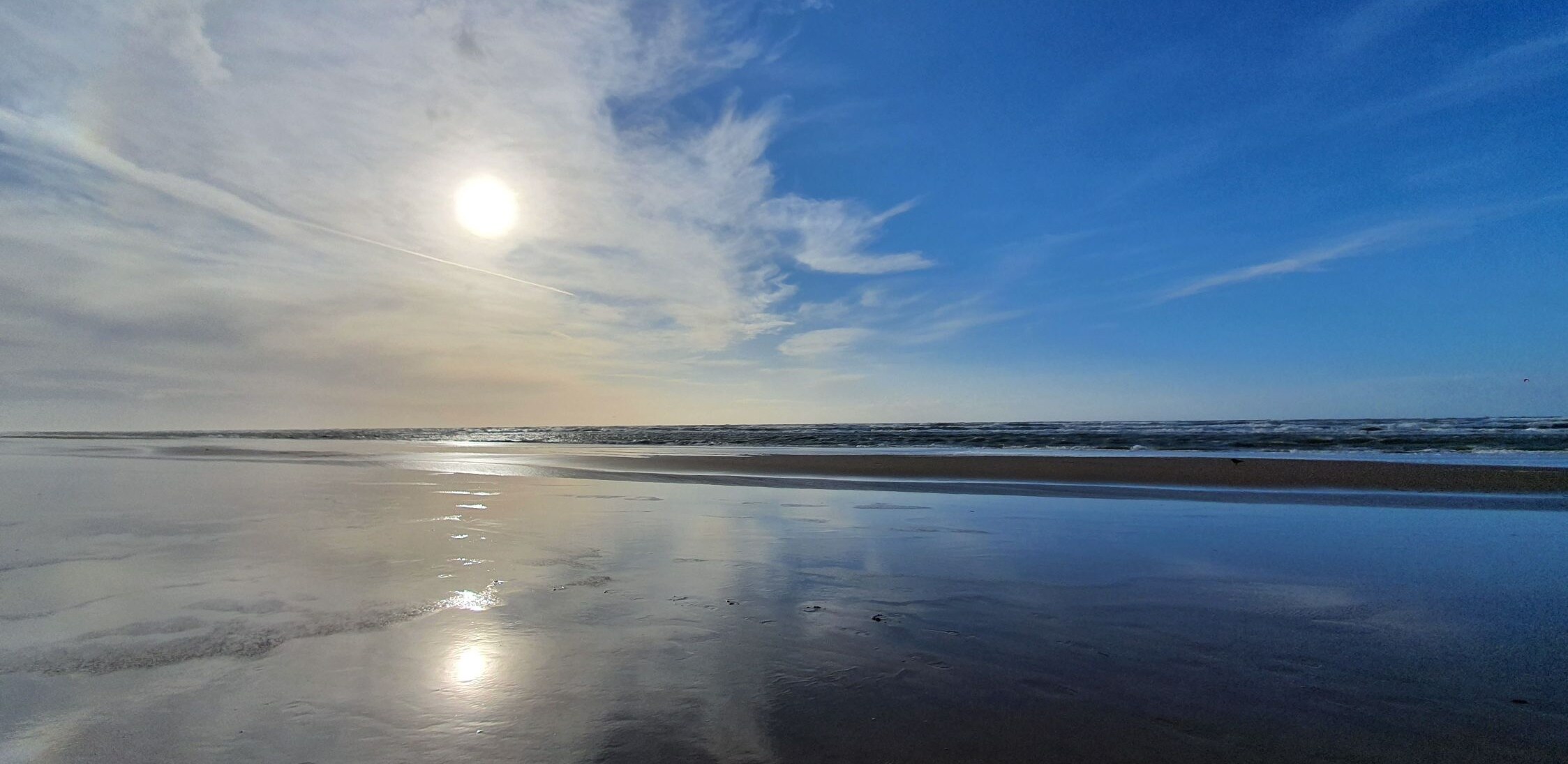 Steeds vaker hittegolven in de Noordzee: 'We zien de biodiversiteit verarmen'