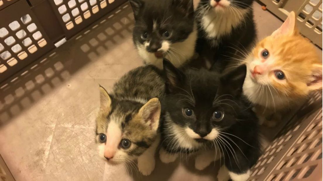 De vijf kittens zaten met de moederpoes in een krat. 