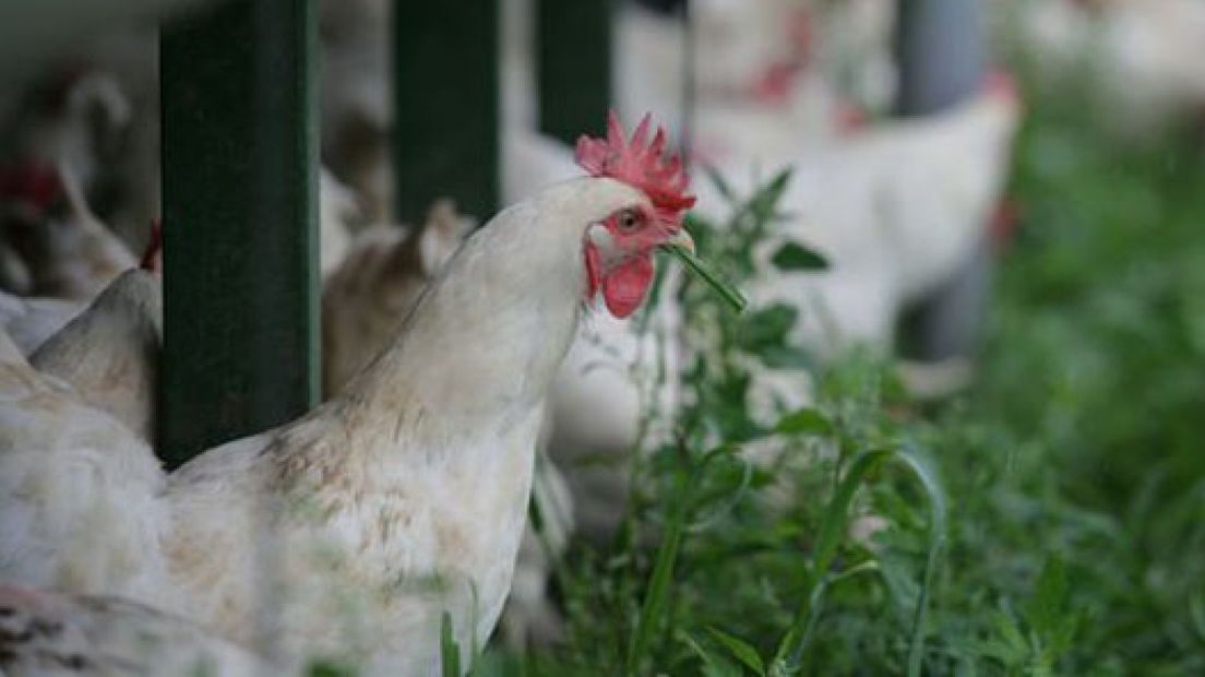 Vogelgriep gevaarlijk voor mensen, pluimvee opgehokt