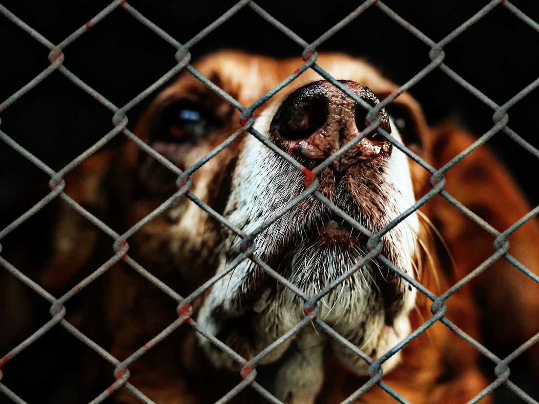 Een hond in een asiel (foto ter illustratie)