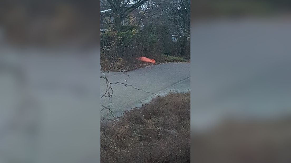 Kinderboerderij laat ezel op straat inslapen, bezoekers verdrietig en verontwaardigd