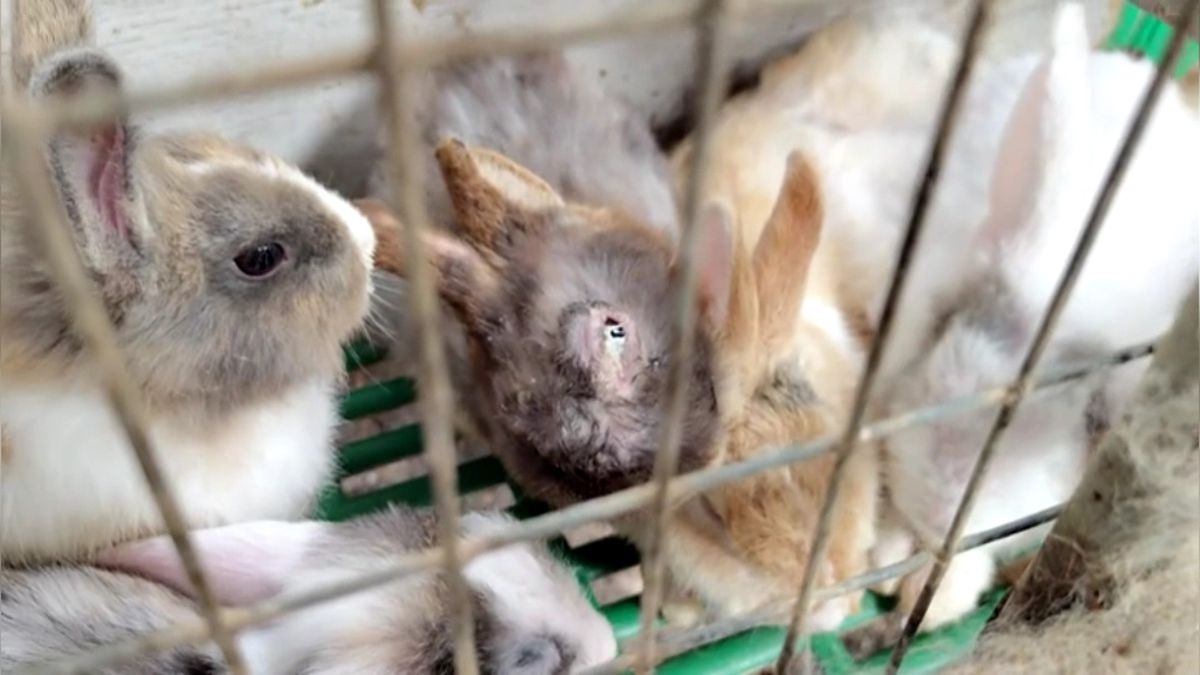 Verwaarloosde dieren weggehaald bij fokker