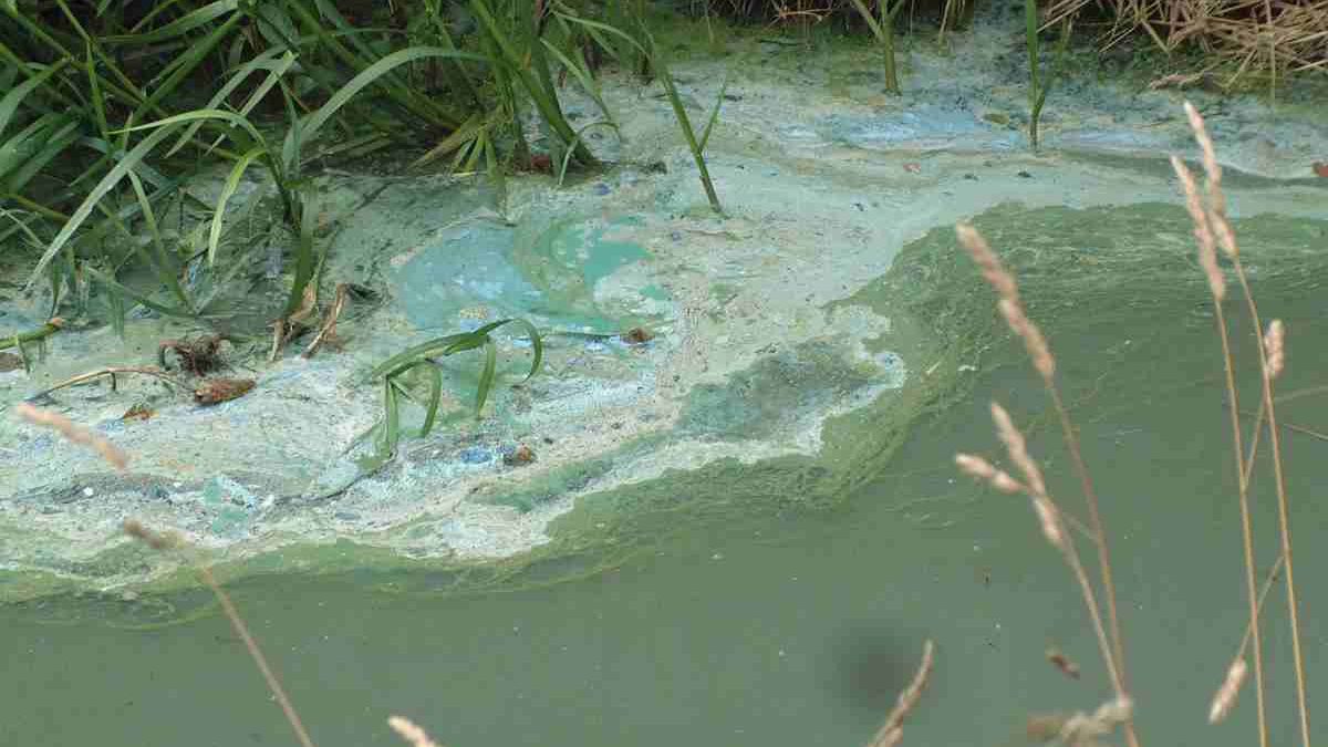 Blauwalg in de vijver van Uffelte