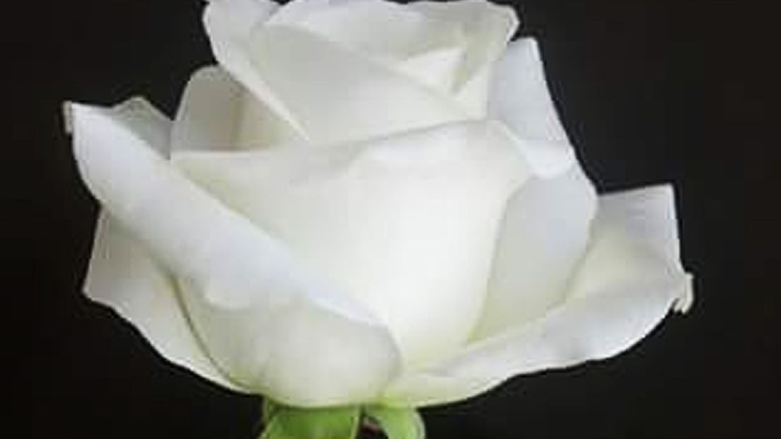 De witte roos die de agenten kregen.