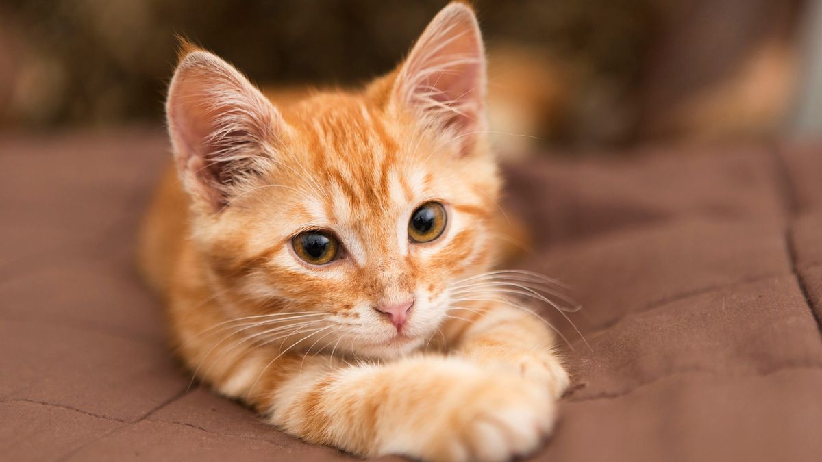 Kattenbeul slaat weer toe: Kat van pijnlijke dood gered