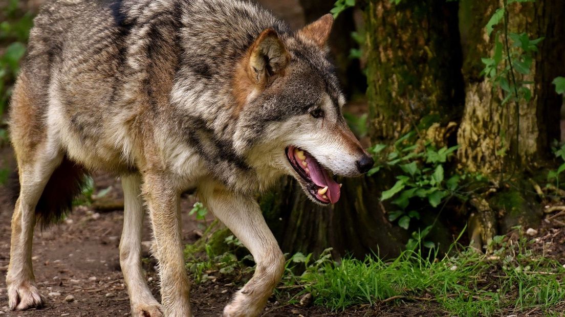 De wolf is sinds 2015 weer terug in Drenthe.