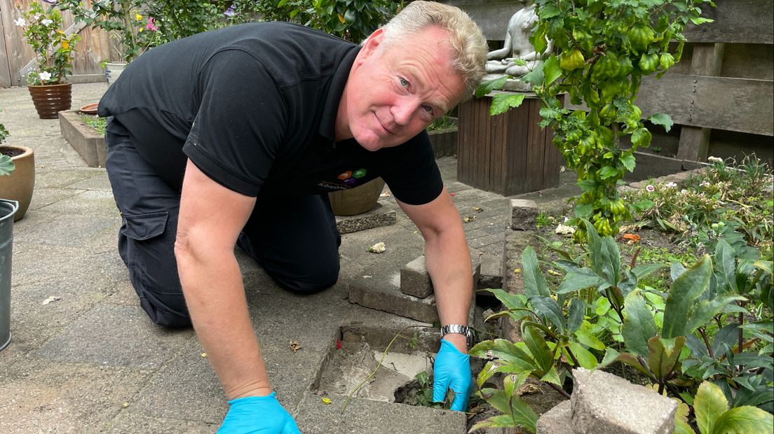 Han Schorfhaar inspecteert een tunnel in een tuin gegraven door ratten