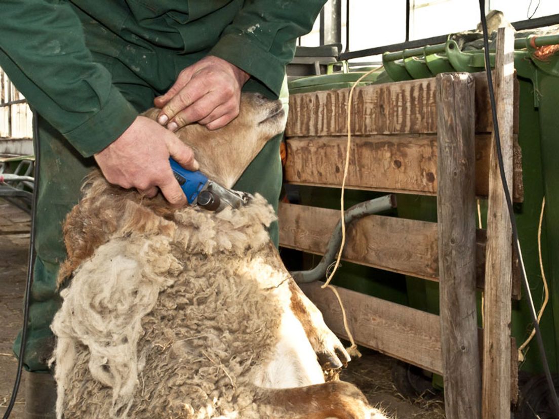 Een schaap dat wordt geschoren