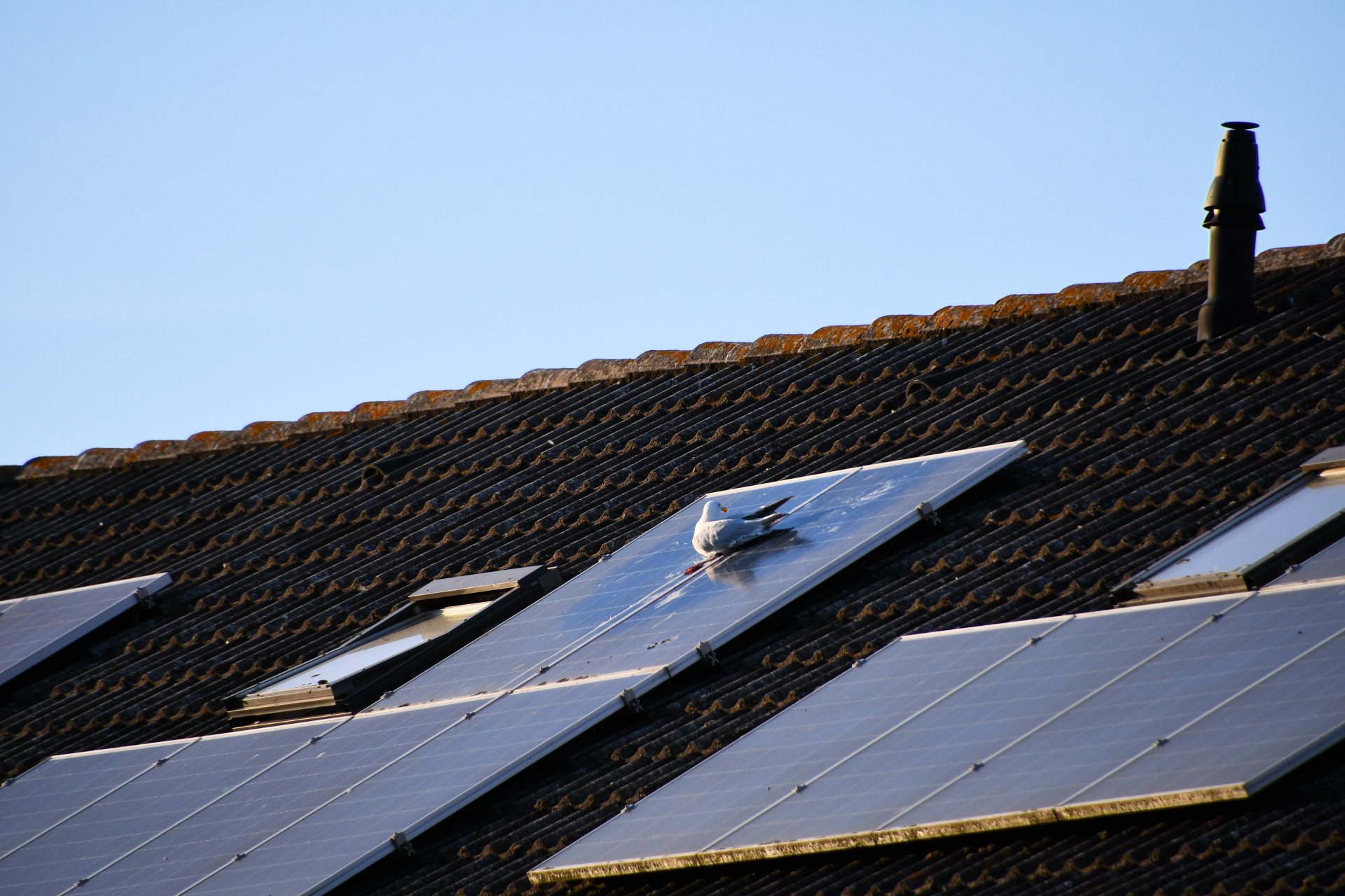 Meeuw zit vast tussen zonnepanelen en wordt gered door de brandweer
