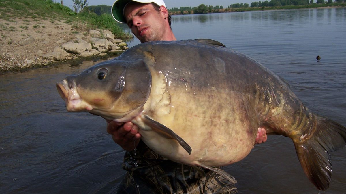 Vis van 26 kilo uit Maas gevist