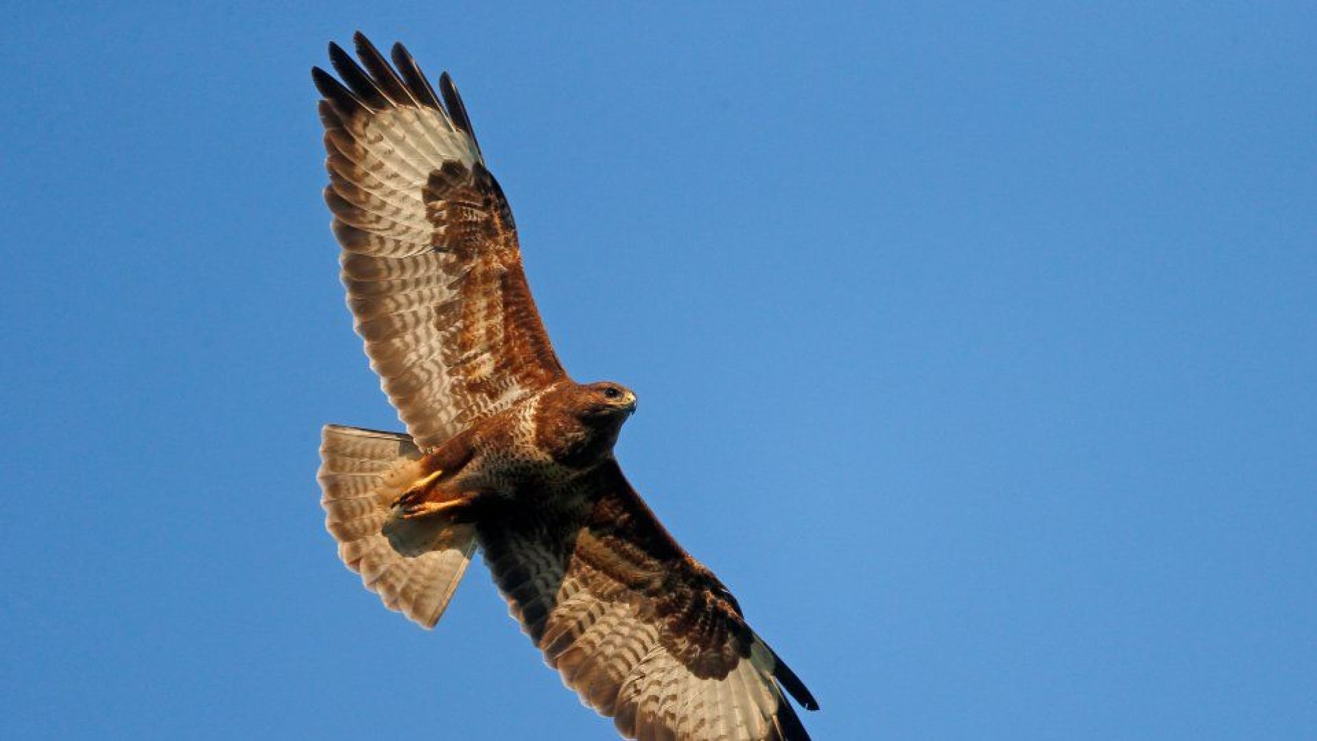 Agressieve buizerd actief in de Brinkheurne: hardlopen aangevallen