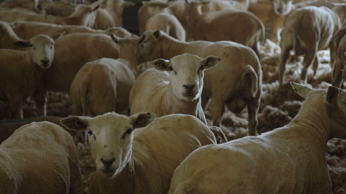 Steenmarter, jakhals, wolf: 