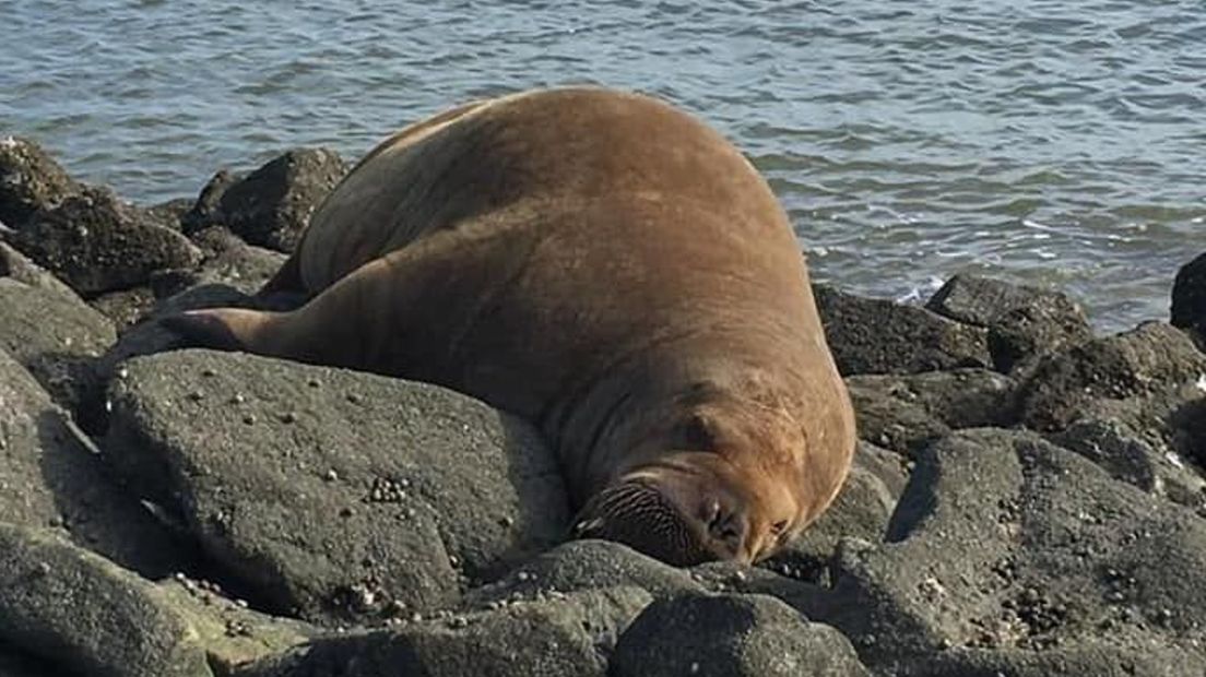 De walrus was vorige week te gast op Borkum