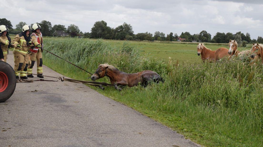 Het in nood verkerende paard werd gered (Rechten: De Vries Media)