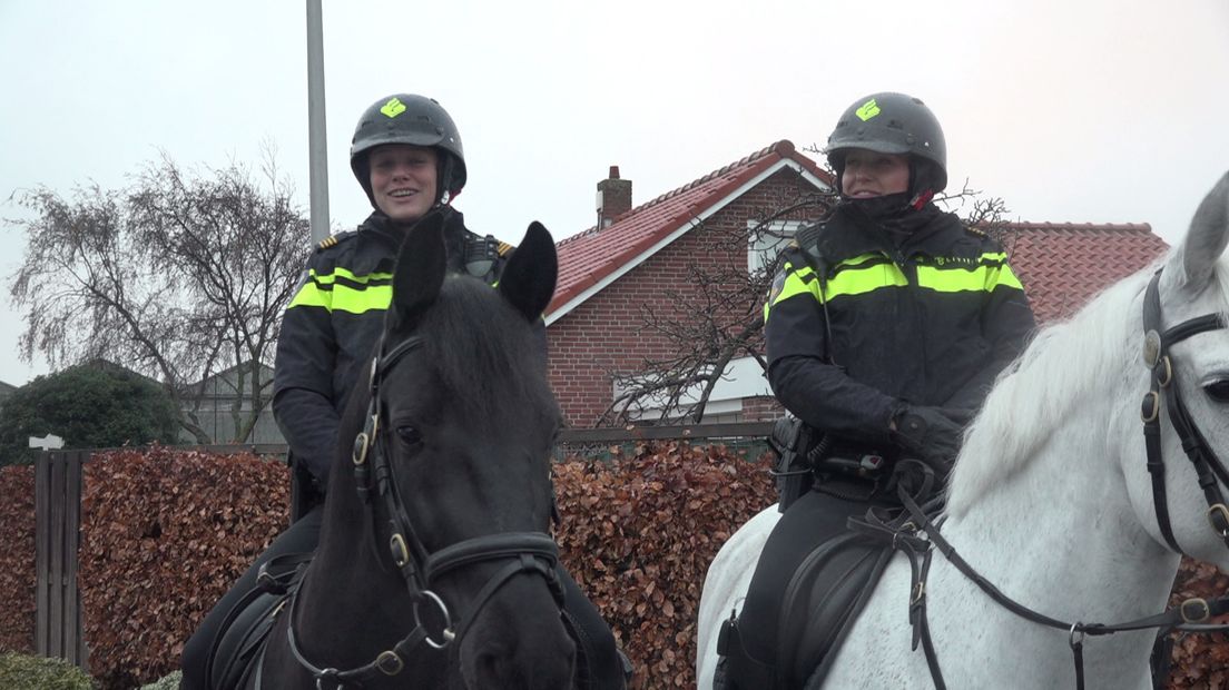 Politiepaarden