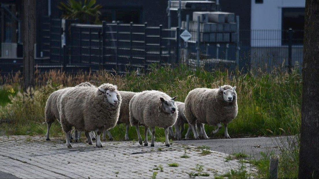 Politie druk met ontsnapte schapen in Vroomshoop