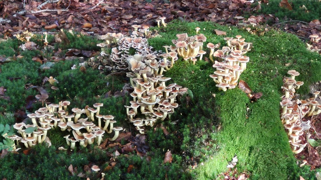 Een hele familie paddestoelen