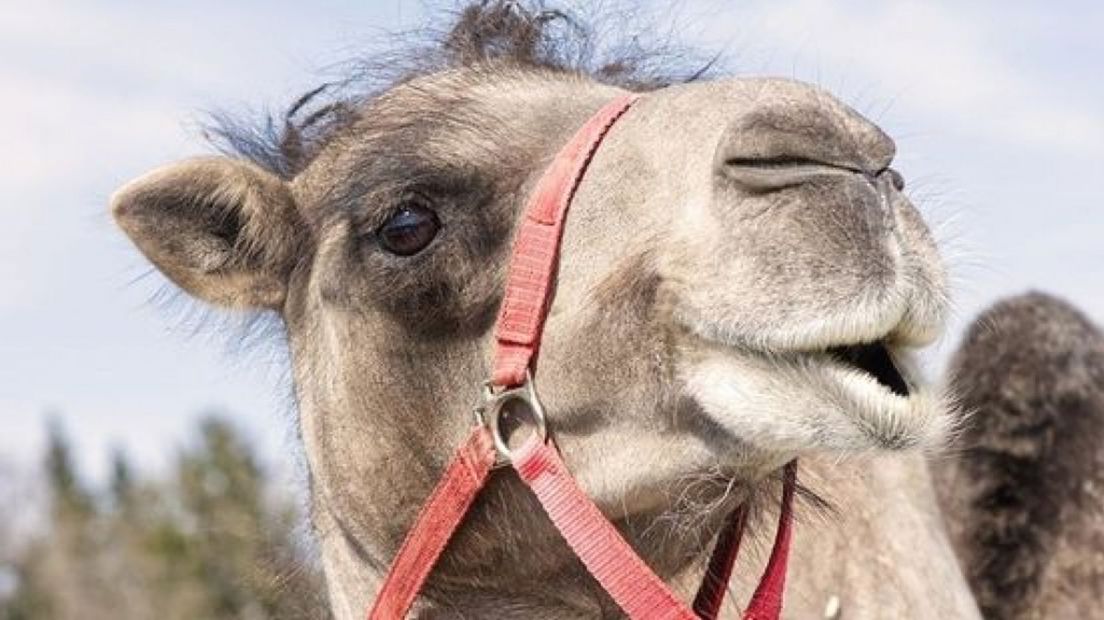 Vermoed jij dat dierenwelzijn ergens in het geding is? Bel dan 1-1-4