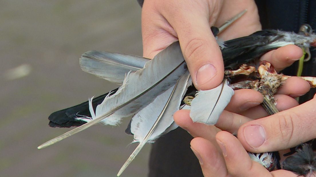 Bas laat geen dode vogel liggen: 'Die poten zijn wel leuk' (video)