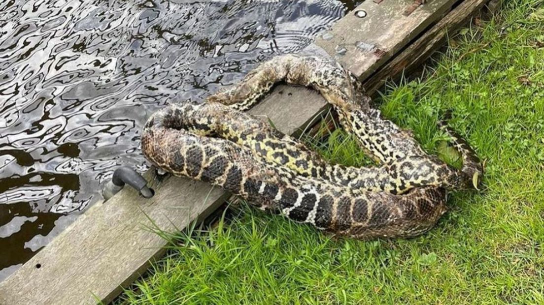 Medewerkers van de Dierenambulance namen de dode anaconda mee.