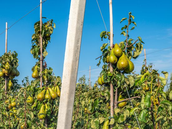 Heibel om perenboompjes die Michael van de gemeente niet mag planten: 'Meer dan genoeg doorkijk'