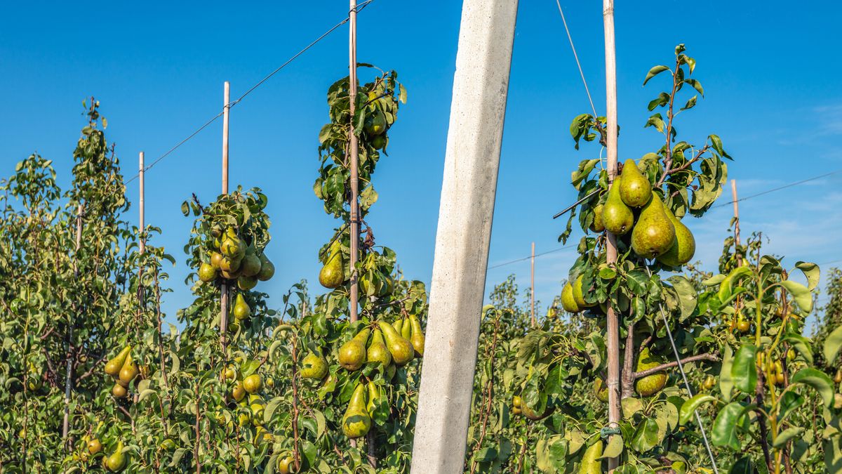 Michael wil perenboompjes, maar de gemeente verbiedt ze: 'We moeten jaarlijks dertig miljoen bomen p