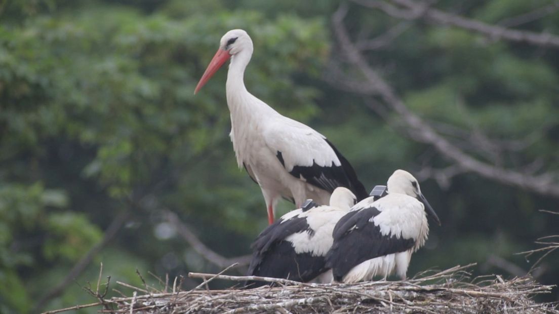 Ooievaars in nest