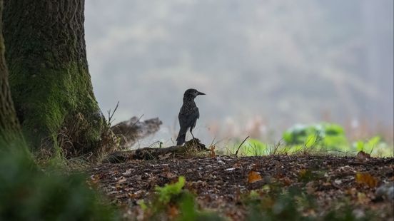 Deze bijzondere vogel uit Siberië is nu te zien in Gelderland