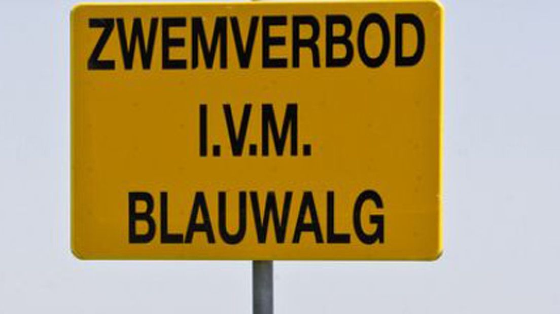 Blauwalg bij Kalenbergse plas in Meteren