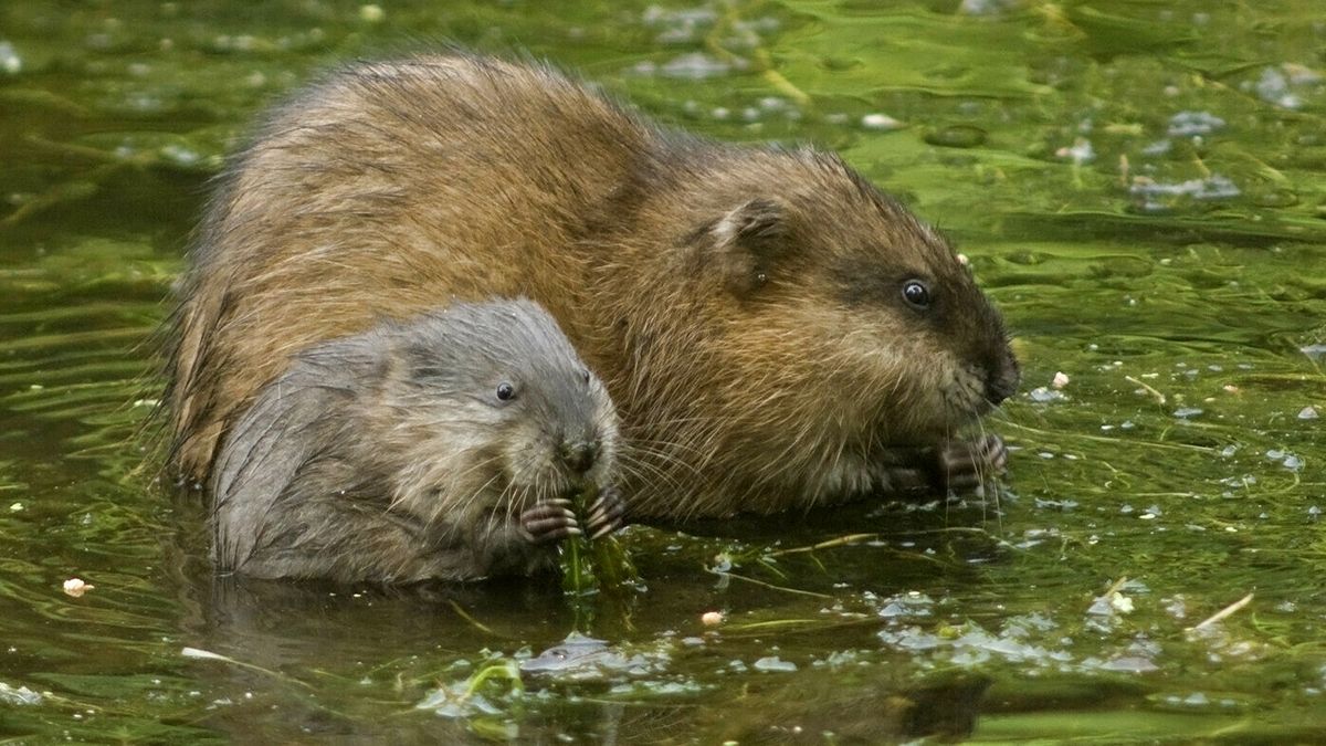 Waterschap heeft populatie muskusratten onder controle: 76 gevangen dieren in 2025