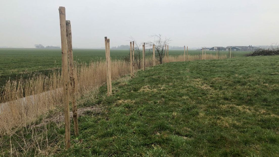 De palen staan al klaar om de jonge bomen te ondersteunen