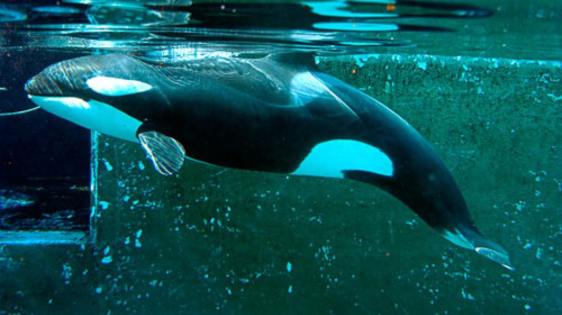 Het Dolfinarium in Harderwijk heeft honderden mailtjes ontvangen waarin wordt gevraagd om de jonge orka Morgan vrij te laten.