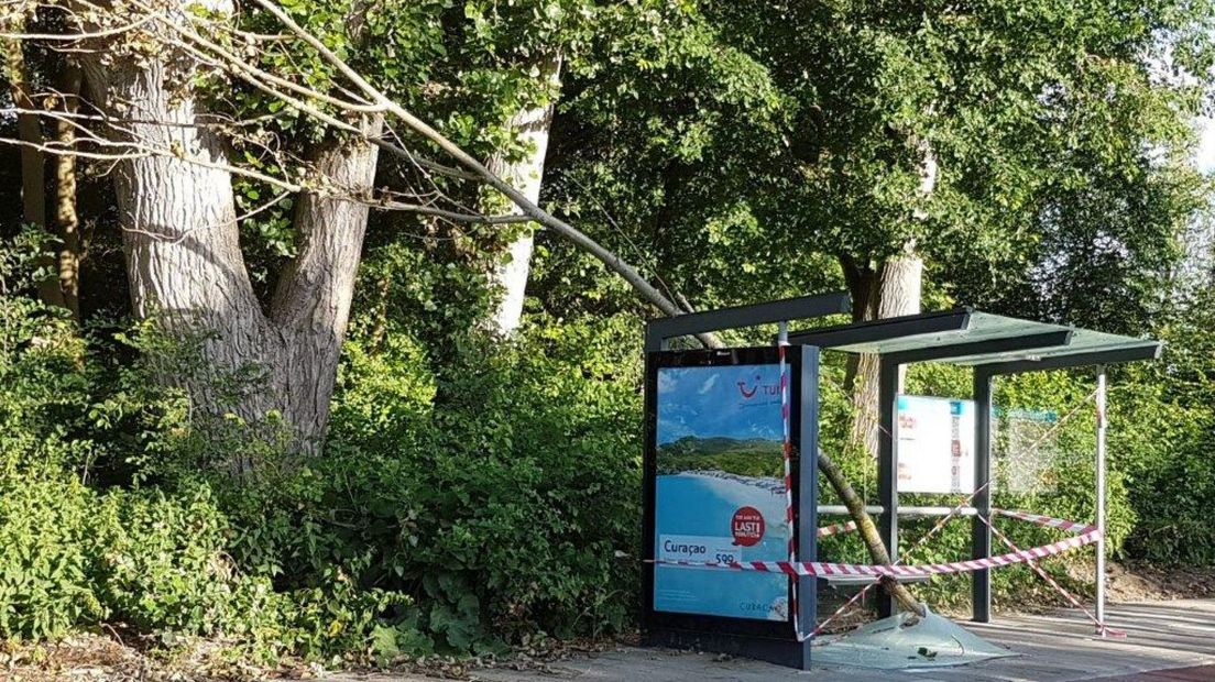 De afgelopen jaren zijn ernstige ongelukken gebeurd doordat grote takken op voorbijgangers vielen
