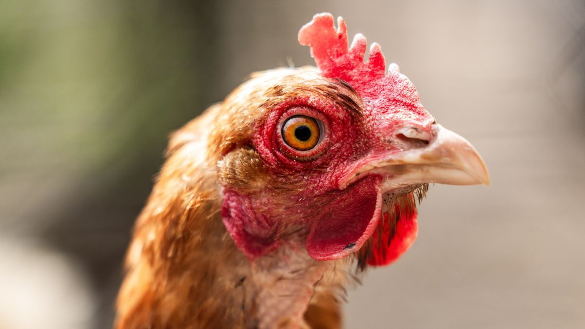 Vervoersverbod voor vogels en eieren in Lemmer vanwege vogelgriep in Creil