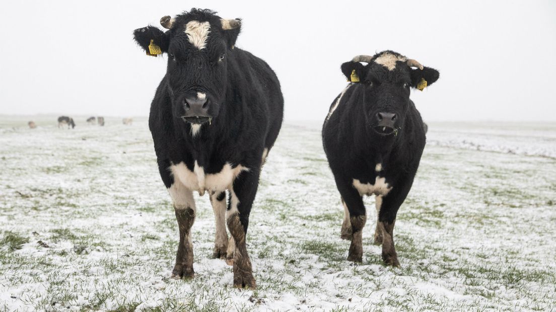 Deze dames in de Zuidpolder van Eemnes zijn de kou wel gewend; ze staan het grootste deel van de winter buiten