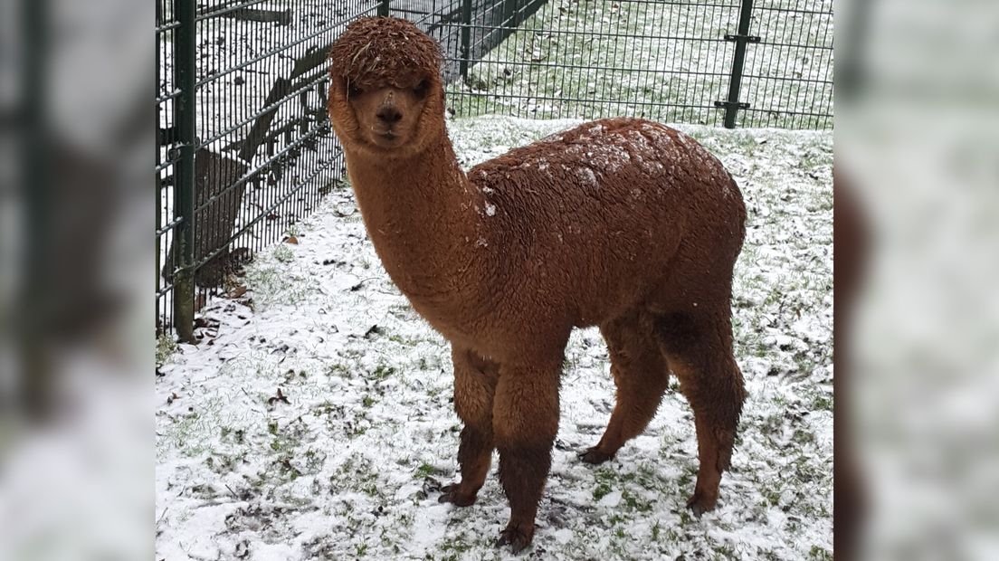 "Alpaca's op hun eerste dag op #kinderboerderij #Otterspoor in de #Reigerskamp te Maarssen", twittert @Otterspoor.