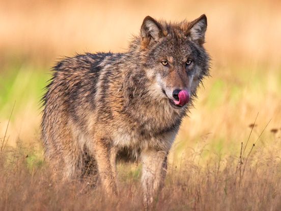 Flinke gezinsuitbreiding voor wolvenpaar op Drents-Friese grens