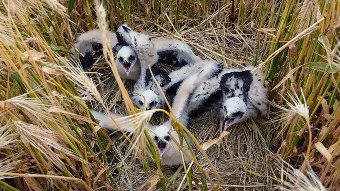 Het nest bruine kiekendieven voor de aanval van de kiekendievendoder