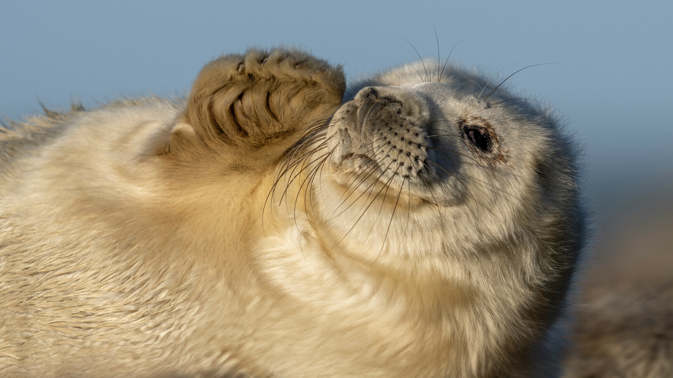 Zeehonden lijken meer op mensen dan gedacht: 'Ze wachten op hun beurt met praten'