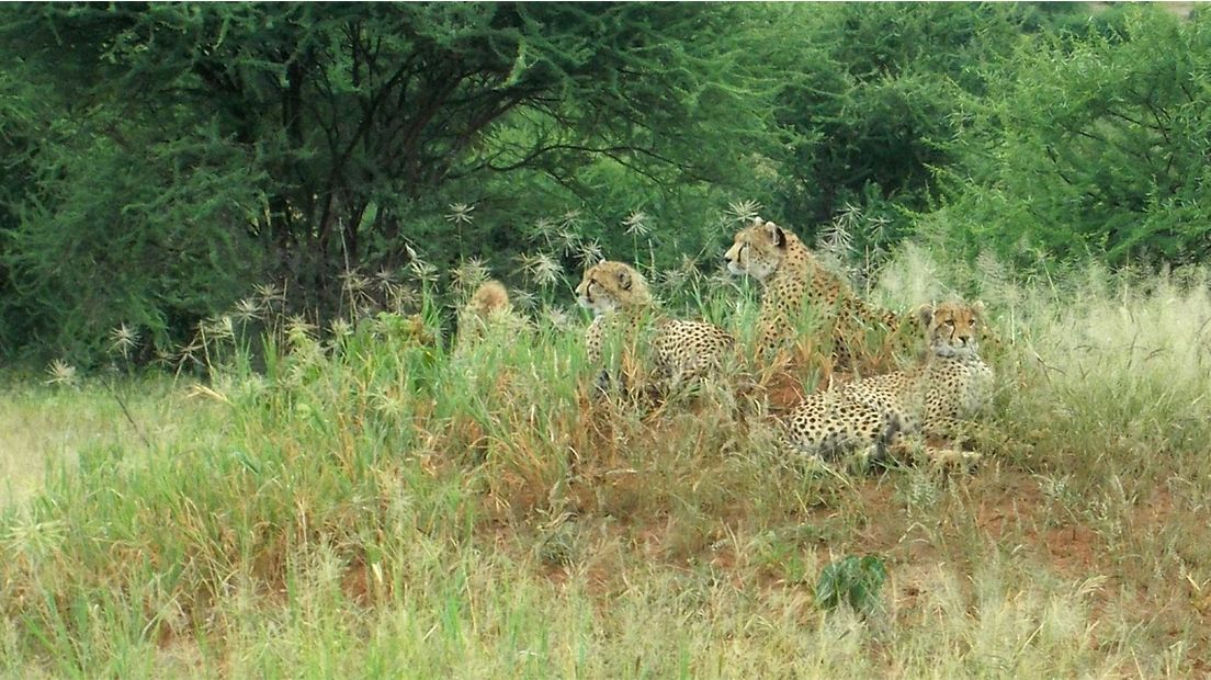 De genomineerde foto van rustende cheeta's